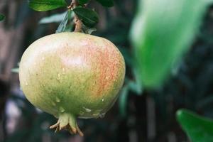 granada verde en el brunch del árbol, primer plano, granatum crudo en el jardín de septiembre, al aire libre, fondo botánico. foto