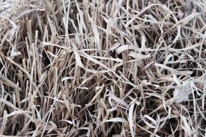 Pile of a bleached and dried out grass on the autumn rural field outdoor, close up, texture of a faded straw, closeup of a pale color wheat hay. photo