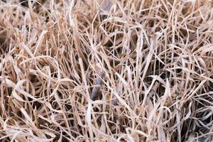 primer plano de un montón de hierba marrón seca, textura de una paja dorada, primer plano de heno de trigo dorado, campo rural de otoño seco al aire libre. foto