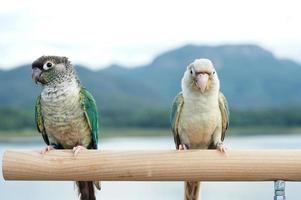 Two green cheek conure couple turquoise Yellow-sided and Pineapple color on sky and mountain background, the small parrot of the genus Pyrrhura, has a sharp beak. photo