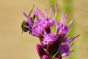 honeybee pollinates the blazing star purple flowers