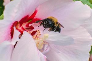 la abeja carpintera oriental poliniza las flores rosadas