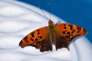 Question mark butterfly wings spread resting on edge of pool photo