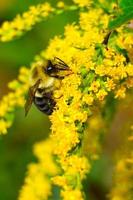 Common eastern bumble bee pollinates wild yellow flowers photo