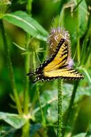 eastern tiger swallowtail butterfly pollinates wildflowers photo