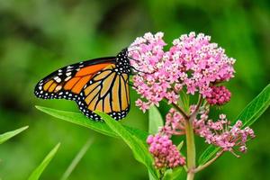 mariposa monarca posada sobre flores silvestres rosas foto