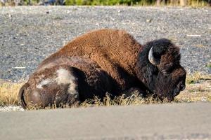 Isolated American Bison sleeps near the Old Faithful geyser in Yellowstone National Park photo