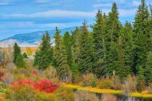 Evergreens along a river in the Grand Tetons photo