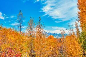 follaje de otoño en wyoming foto