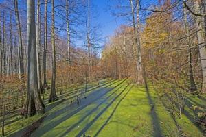 Morning Shadows in a Cypress Swamp photo