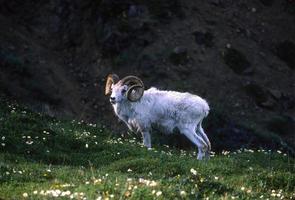 Ovejas dall canosas en un prado de montaña foto