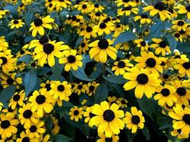 Black eyed Susan. Rudbeckia hirta. Yellow flower photo