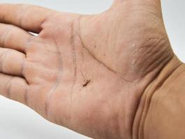 mosquito muerto en mano concepto dengue fiebre malaria foto