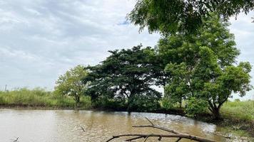 campo de arroz y pozo de agua con gran ambiente en ayutthaya tailandia foto