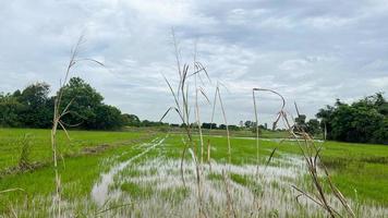 café de campo de arroz con gran ambiente en ayuttaya tailandia foto