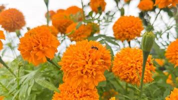 flores de caléndula y primer plano de flores de caléndula naranja y follaje natural en thailad foto