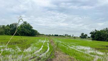 café de campo de arroz con gran ambiente en ayuttaya tailandia foto