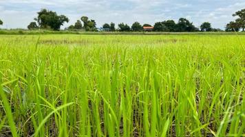 campo de arroz asiático trabajando en el campo en ayutthaya tailandia foto