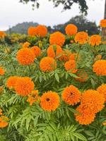 flores de caléndula y primer plano de flores de caléndula naranja y follaje natural en thailad foto