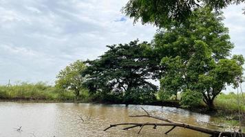 campo de arroz y pozo de agua con gran ambiente en ayutthaya tailandia foto