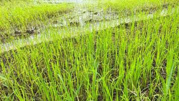 campo de arroz asiático trabajando en el campo en ayutthaya tailandia foto