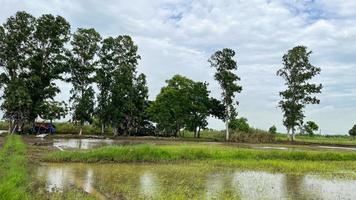 campo de arroz y pozo de agua con gran ambiente en ayutthaya tailandia foto