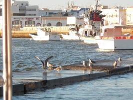 varias gaviotas en el puerto foto