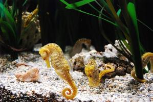 seahorse of tropical waters photo