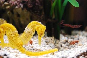 seahorse of tropical waters photo