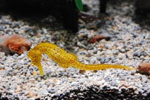 seahorse of tropical waters photo