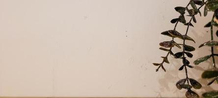 wooden shelf background with potted plant and shadows photo