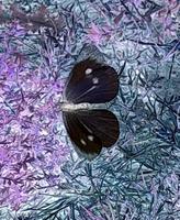 Colour inverted butterfly photo