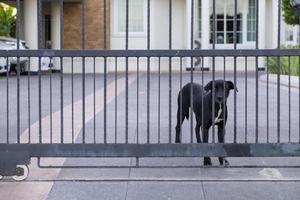 A black Labrador dog standing at the gate of the house. photo