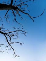 silhouette of tree branches in blue sky photo
