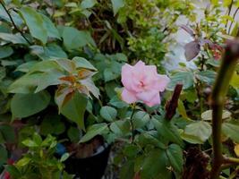 Red roses in the garden blooming in the morning. photo