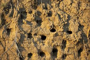 Swallows' nests in the sheer mountain photo