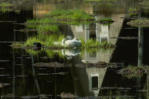 ducks on an island in the middle of the lake, with a beautiful reflection photo