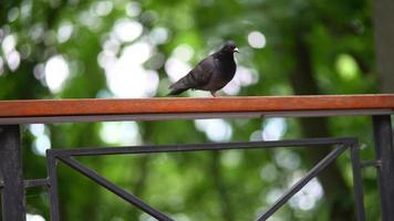 Vögel sitzen und hüpfen auf Holzstegen im Park herum video