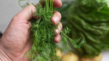 Fresh dill herb is held by a hand video