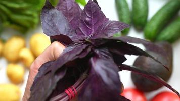 Hand hold bunch of purple basil video