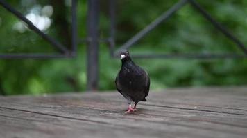 vogelstand baars en hop in de omgeving van Aan houten loopbrug in park video