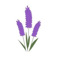 Bunch of lavender flowers vector