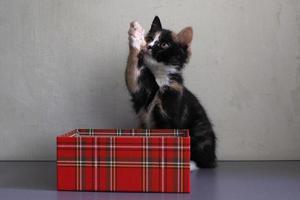 a beautiful and cute kitten, three-haired, in a box photo