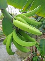 Plátano fresco sin madurar, fondo verde de frutas tropicales cosechadas, primer plano foto