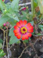 Zinnia elegans known as youth and age, common zinnia or elegant zinnia photo