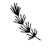 Vector black and white illustration of a twig of a coniferous tree. Botanical illustration. A hand-drawn doodle.