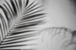 desenfoque de fondo abstracto de sombra de hoja sobre fondo de pared blanca, conceptos de verano foto