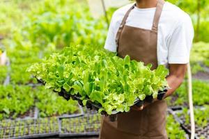 el hombre cosecha a mano verduras frescas para ensaladas en granjas de sistemas de plantas hidropónicas en el invernadero para el mercado. foto