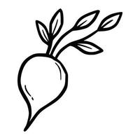 Hand drawn beet vegetable. Doodle sketch vector