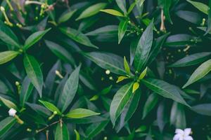 naturaleza de hoja verde en un hermoso jardín. ecología de bosques tropicales y fondo de vegetación natural. hojas verdes naturales plantas fondo portada medio ambiente ecología o vegetación concepto de papel tapiz foto